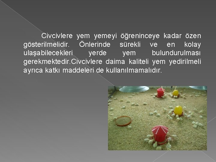Civcivlere yemeyi öğreninceye kadar özen gösterilmelidir. Önlerinde sürekli ve en kolay ulaşabilecekleri yerde yem Civcivlere yemeyi öğreninceye kadar özen gösterilmelidir. Önlerinde sürekli ve en kolay ulaşabilecekleri yerde yem