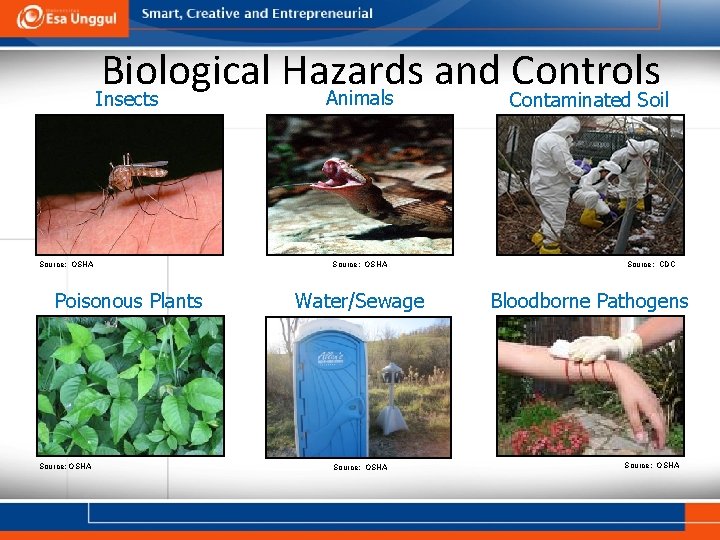 Biological Hazards and Controls Animals Insects Source: OSHA Poisonous Plants Source: OSHA Contaminated Soil