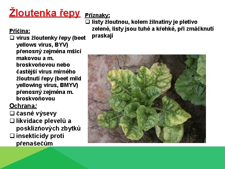 Žloutenka řepy Příznaky: q listy žloutnou, kolem žilnatiny je pletivo zelené, listy jsou tuhé