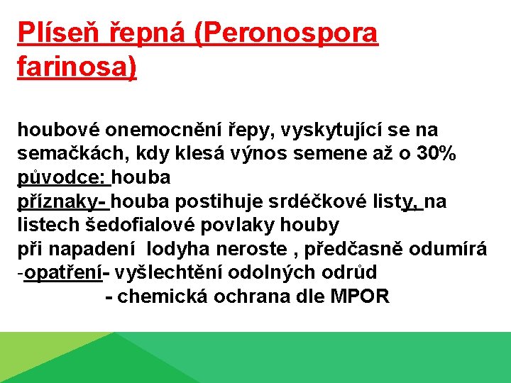 Plíseň řepná (Peronospora farinosa) houbové onemocnění řepy, vyskytující se na semačkách, kdy klesá výnos