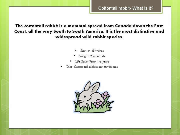 Cottontail rabbit- What is it? The cottontail rabbit is a mammal spread from Canada