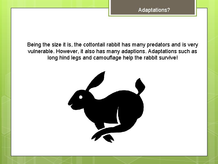 Adaptations? Being the size it is, the cottontail rabbit has many predators and is