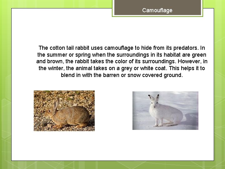 Camouflage The cotton tail rabbit uses camouflage to hide from its predators. In the