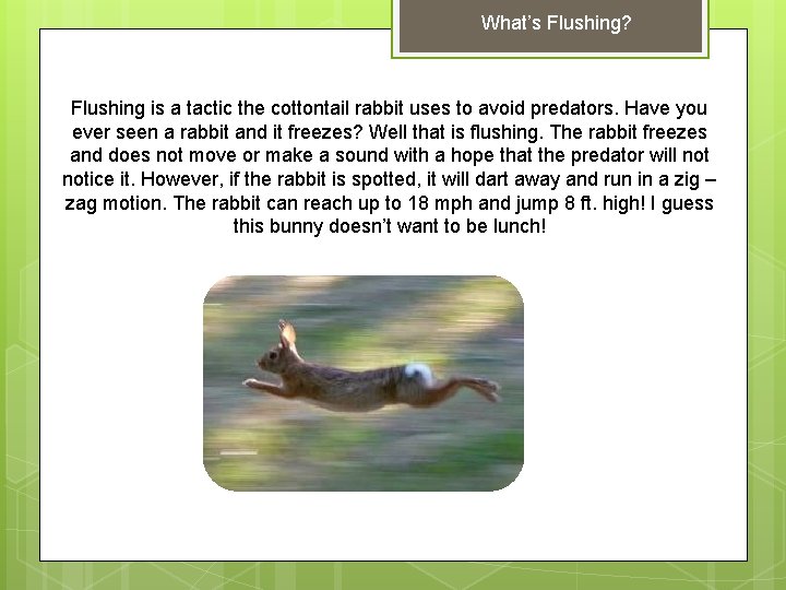 What’s Flushing? Flushing is a tactic the cottontail rabbit uses to avoid predators. Have