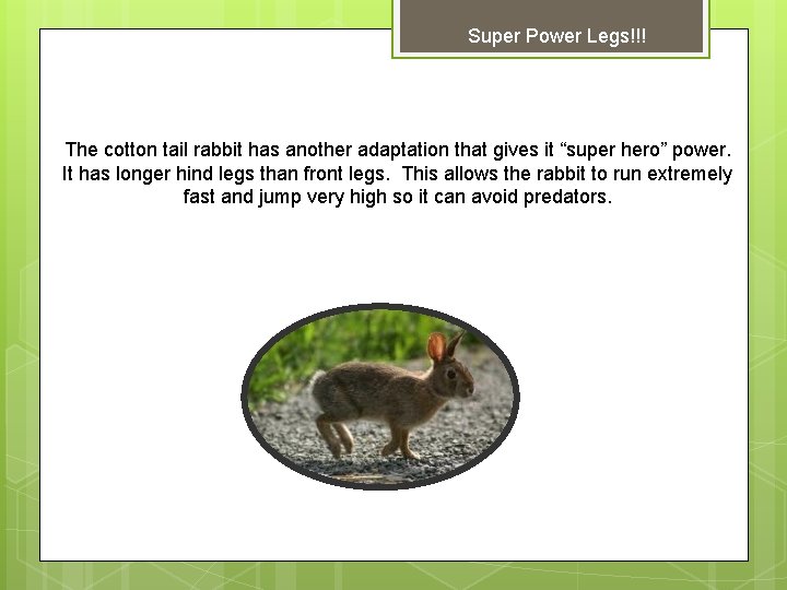 Super Power Legs!!! The cotton tail rabbit has another adaptation that gives it “super