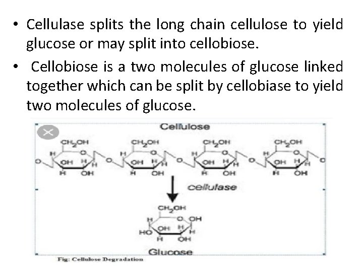  • Cellulase splits the long chain cellulose to yield glucose or may split