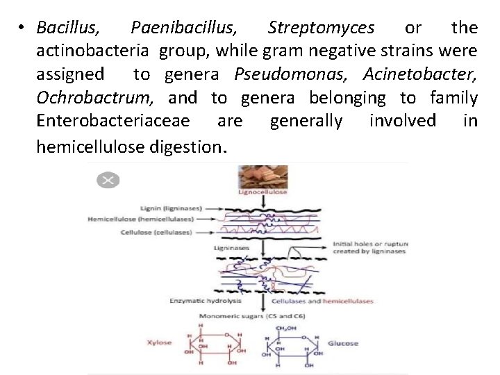 • Bacillus, Paenibacillus, Streptomyces or the actinobacteria group, while gram negative strains were