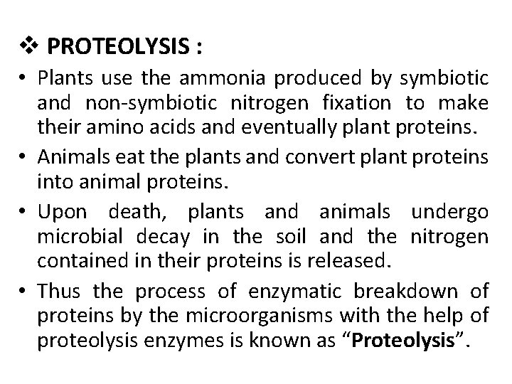 v PROTEOLYSIS : • Plants use the ammonia produced by symbiotic and non-symbiotic nitrogen