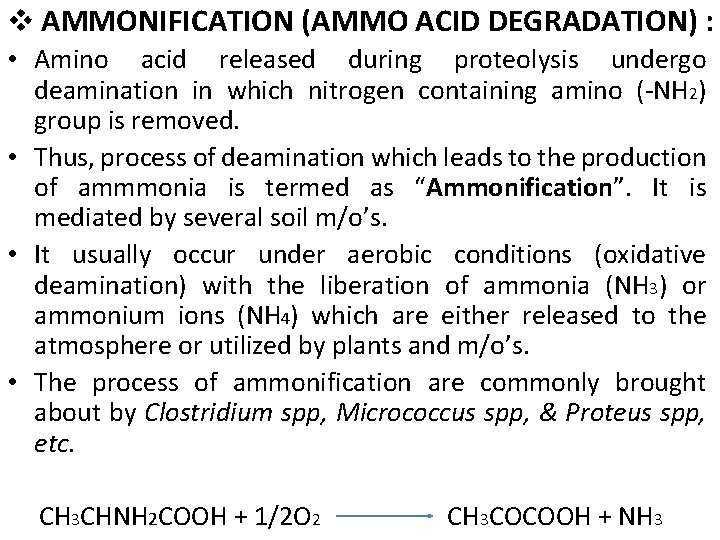 v AMMONIFICATION (AMMO ACID DEGRADATION) : • Amino acid released during proteolysis undergo deamination