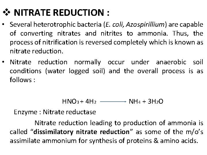 v NITRATE REDUCTION : • Several heterotrophic bacteria (E. coli, Azospirillium) are capable of