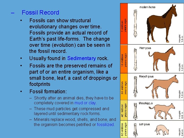 – Fossil Record • • Fossils can show structural evolutionary changes over time. Fossils