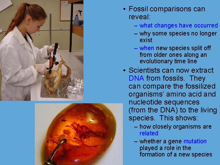  • Fossil comparisons can reveal: – what changes have occurred – why some