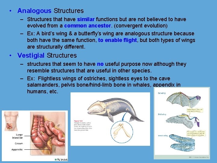  • Analogous Structures – Structures that have similar functions but are not believed