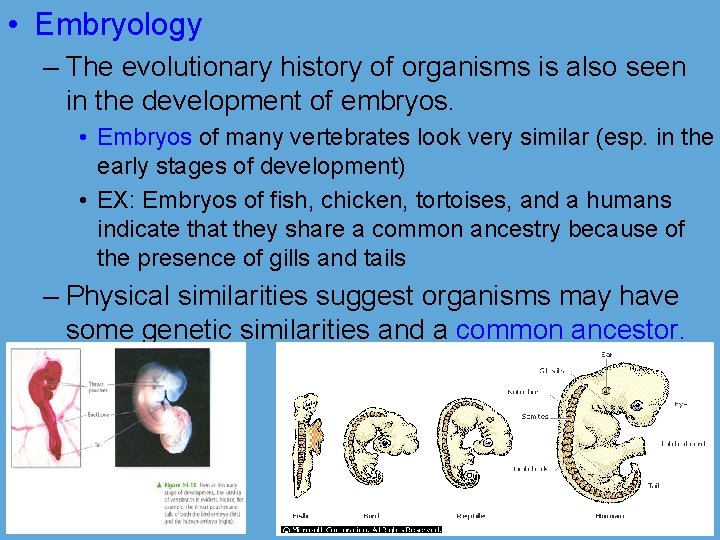  • Embryology – The evolutionary history of organisms is also seen in the