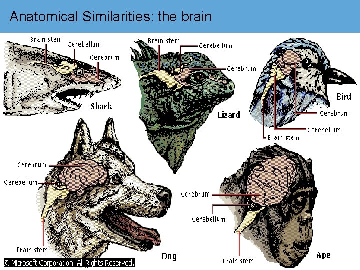 Anatomical Similarities: the brain 