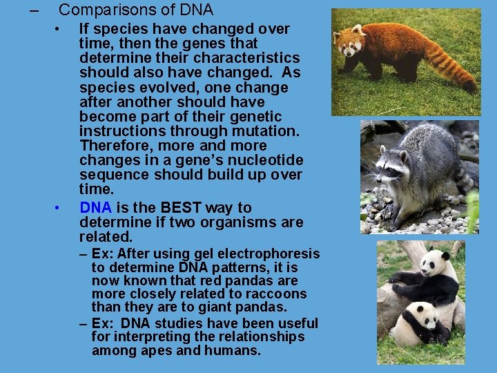 – Comparisons of DNA • • If species have changed over time, then the