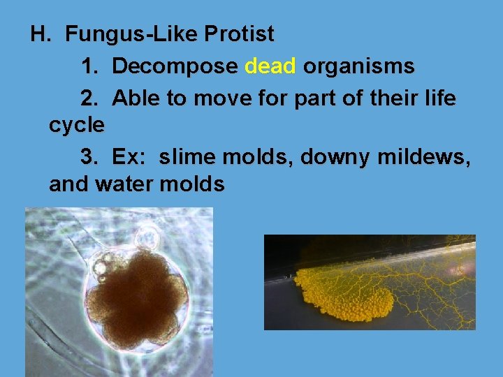 H. Fungus-Like Protist 1. Decompose dead organisms 2. Able to move for part of