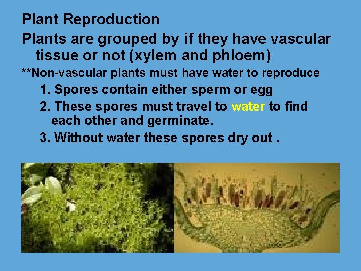 Plant Reproduction Plants are grouped by if they have vascular tissue or not (xylem