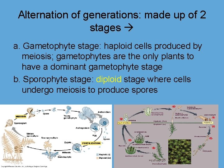 Alternation of generations: made up of 2 stages a. Gametophyte stage: haploid cells produced