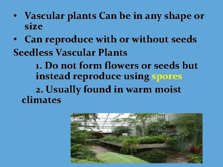  • Vascular plants Can be in any shape or size • Can reproduce