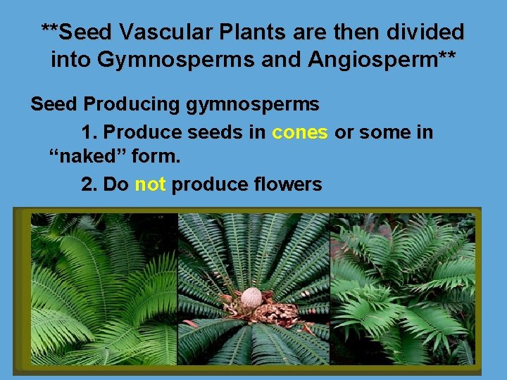 **Seed Vascular Plants are then divided into Gymnosperms and Angiosperm** Seed Producing gymnosperms 1.