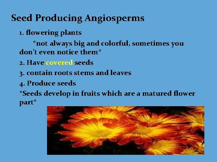 Seed Producing Angiosperms 1. flowering plants *not always big and colorful, sometimes you don’t