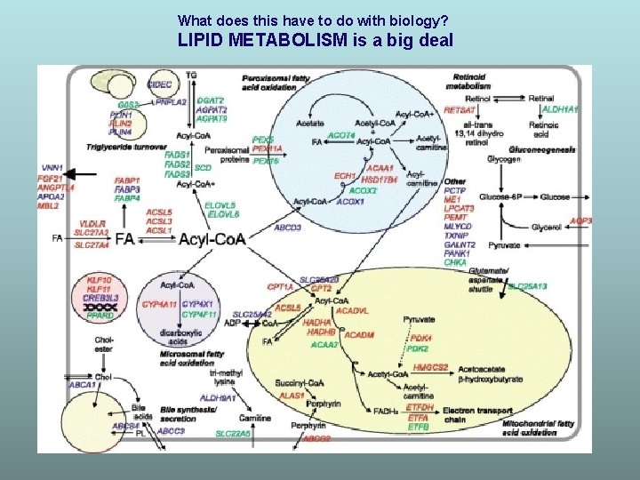 What does this have to do with biology? LIPID METABOLISM is a big deal