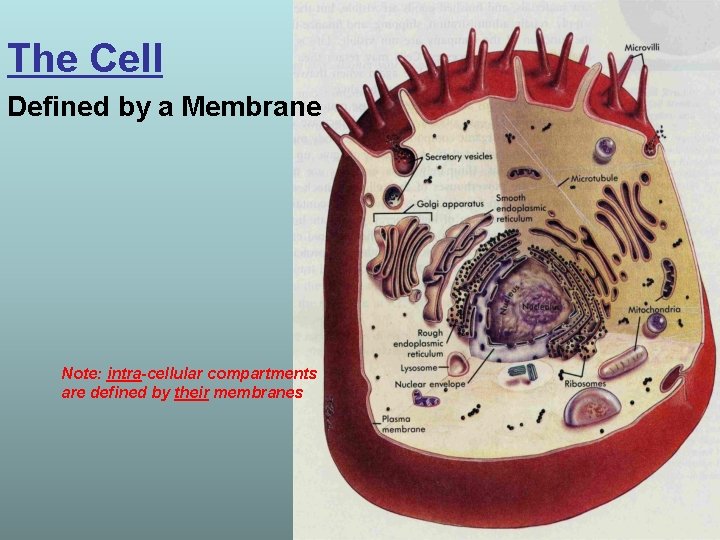 The Cell Defined by a Membrane Note: intra-cellular compartments are defined by their membranes