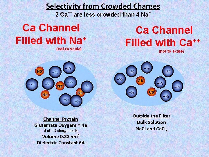 Selectivity from Crowded Charges 2 Ca++ are less crowded than 4 Na+ Ca Channel
