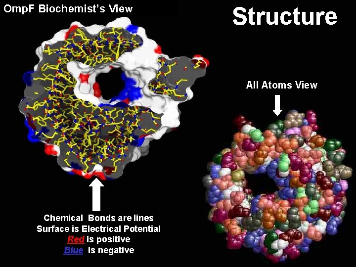 Omp. F Biochemist’s View Structure All Atoms View Chemical Bonds are lines Surface is