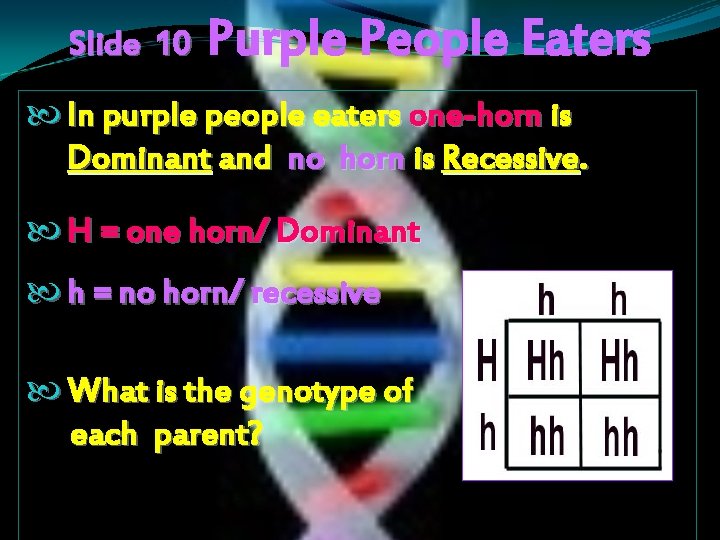 Slide 10 Purple People Eaters In purple people eaters one-horn is Dominant and no