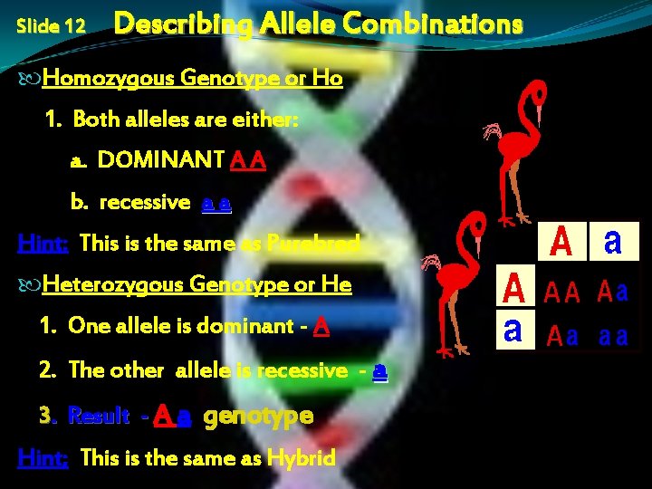 Slide 12 Describing Allele Combinations Homozygous Genotype or Ho 1. Both alleles are either: