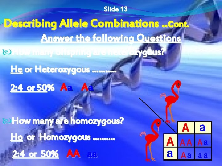 Slide 13 Describing Allele Combinations. . cont. Answer the following Questions How many offspring