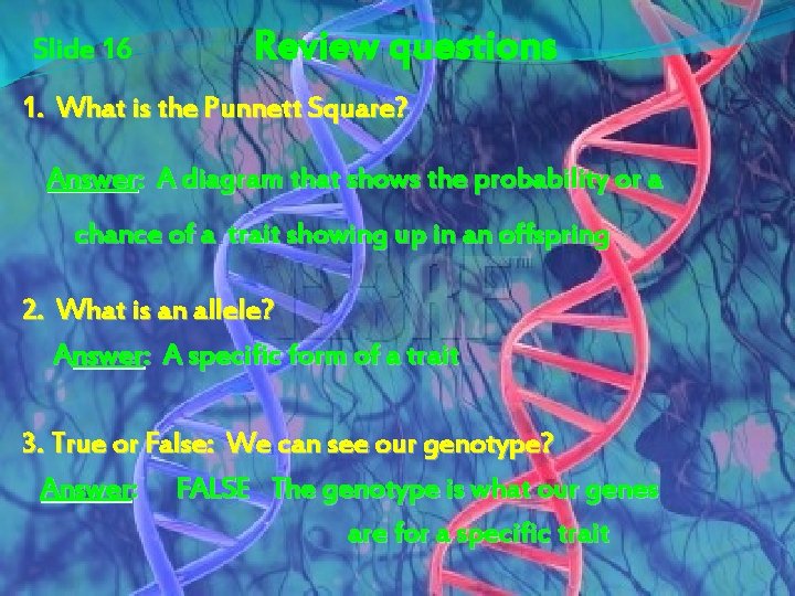 Slide 16 Review questions 1. What is the Punnett Square? Answer: A diagram that