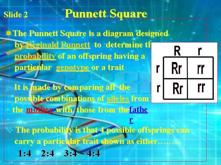 Slide 2 Punnett Square The Punnett Square is a diagram designed by Reginald Punnett