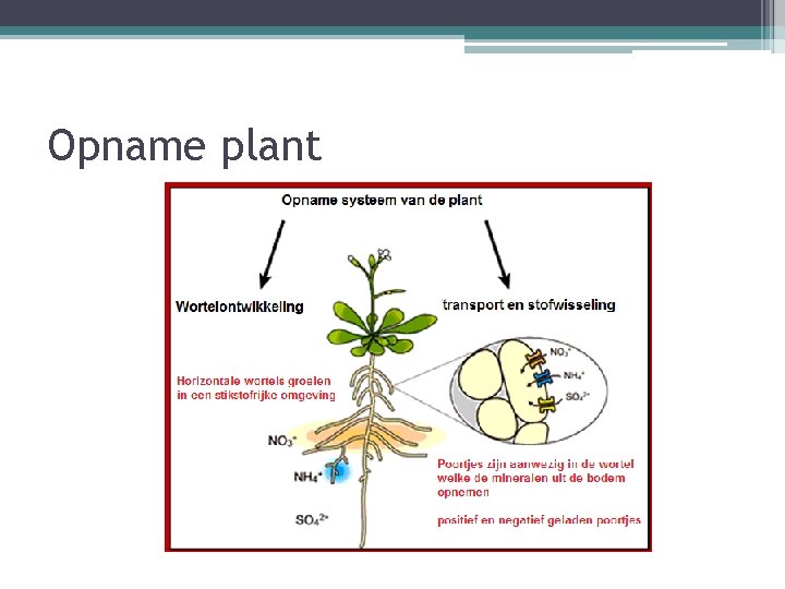 Opname plant 