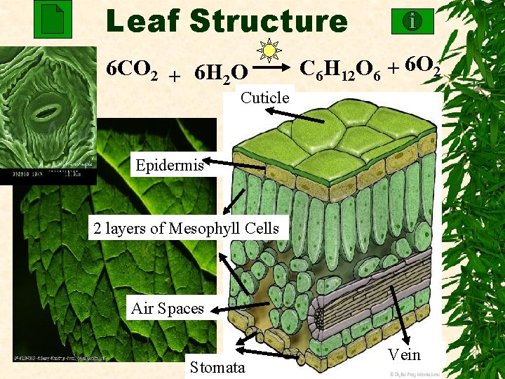 Leaf Structure 6 CO 2 + 6 H 2 O C 6 H 12