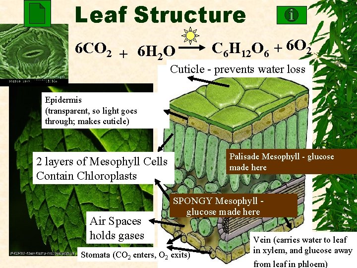 Leaf Structure 6 CO 2 + 6 H 2 O C 6 H 12