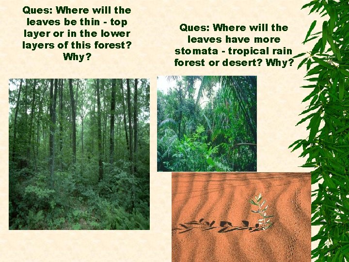 Ques: Where will the leaves be thin - top layer or in the lower