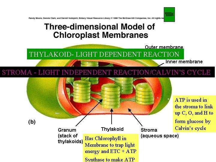 THYLAKOID- LIGHT DEPENDENT REACTION STROMA - LIGHT INDEPENDENT REACTION/CALVIN’S CYCLE ATP is used in