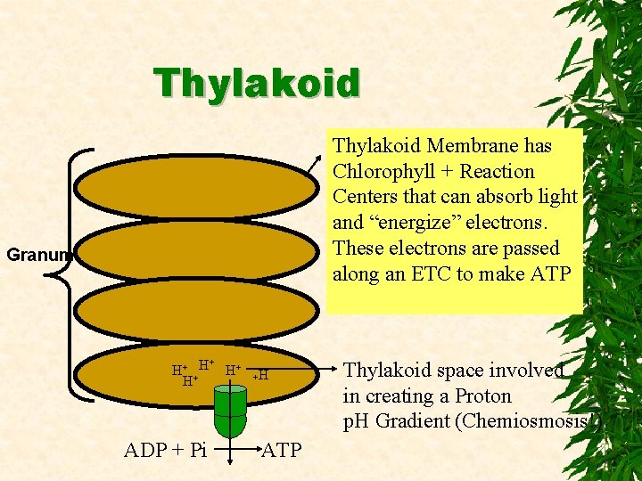 Thylakoid Membrane has Chlorophyll + Reaction Centers that can absorb light and “energize” electrons.