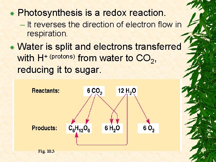  Photosynthesis is a redox reaction. – It reverses the direction of electron flow