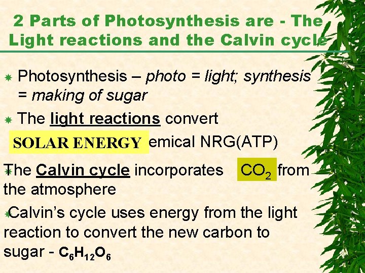 2 Parts of Photosynthesis are - The Light reactions and the Calvin cycle Photosynthesis