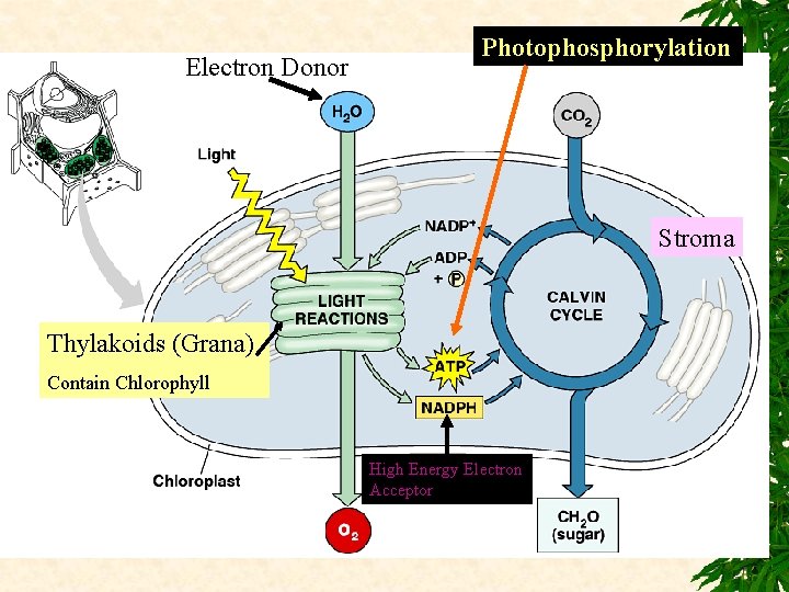 Electron Donor Photophosphorylation Stroma Thylakoids (Grana) Contain Chlorophyll High Energy Electron Acceptor 