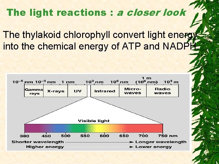  The light reactions : a closer look The thylakoid chlorophyll convert light energy