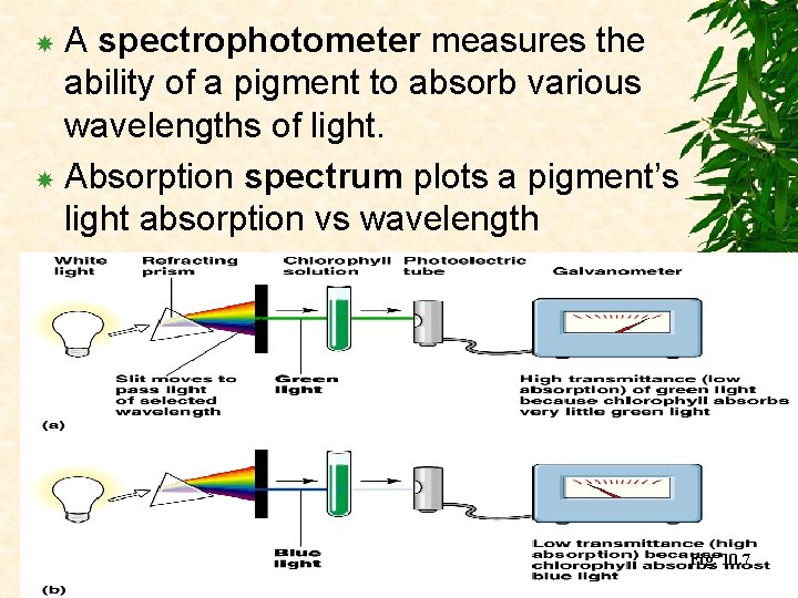 A spectrophotometer measures the ability of a pigment to absorb various wavelengths of light.