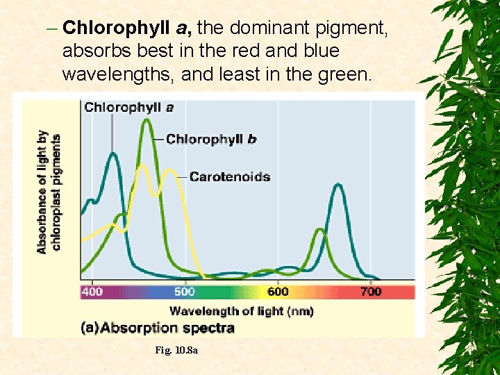 – Chlorophyll a, the dominant pigment, absorbs best in the red and blue wavelengths,