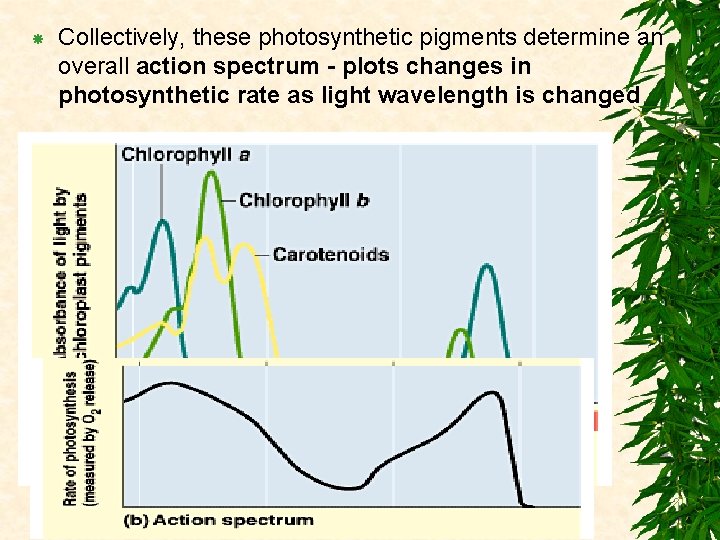  Collectively, these photosynthetic pigments determine an overall action spectrum - plots changes in