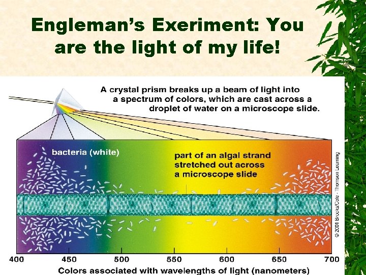 Engleman’s Exeriment: You are the light of my life! 