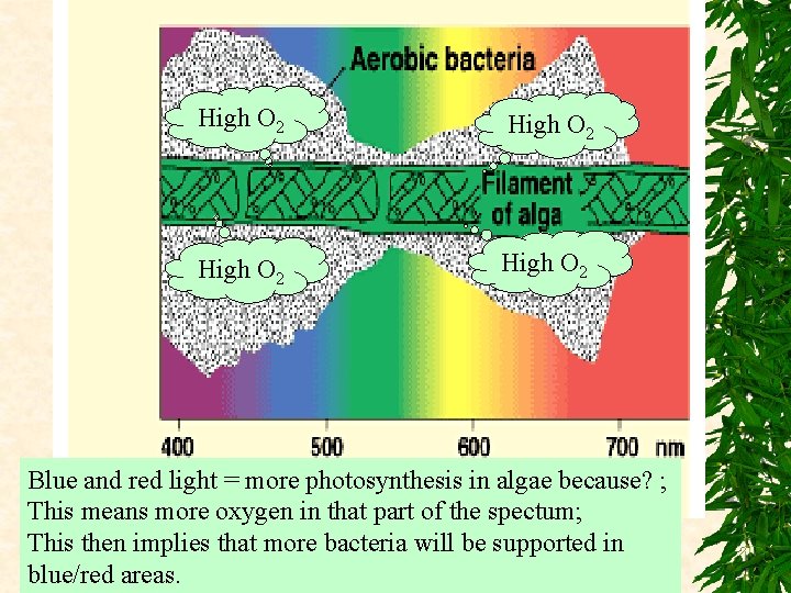 High O 2 Blue and red light = more photosynthesis in algae because? ;